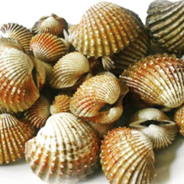 

Kerang Dara Rebus