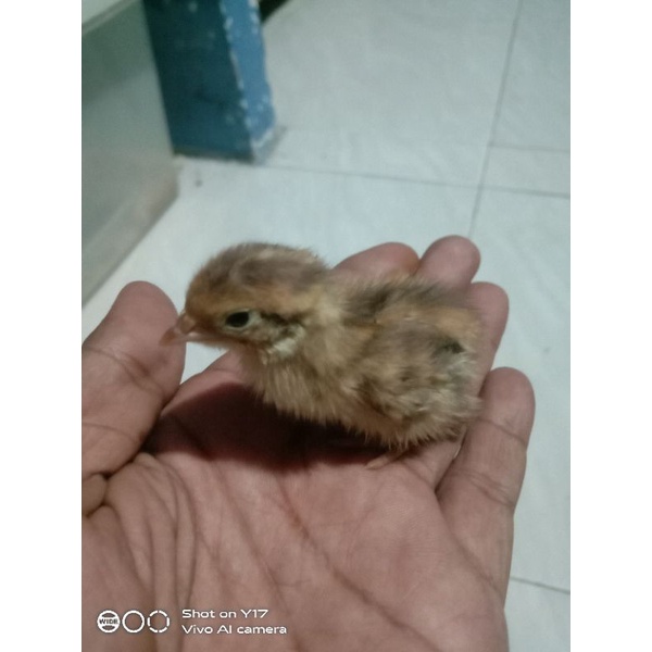 doq puyuh betina isi 250 ekor
