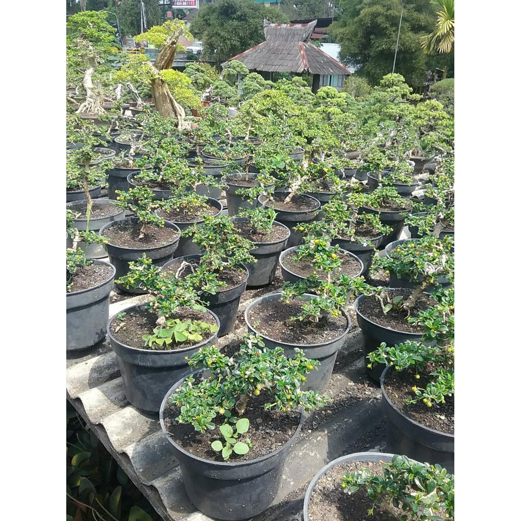 U* BONSAI HOKIANTEA MICRO BUAH RO*