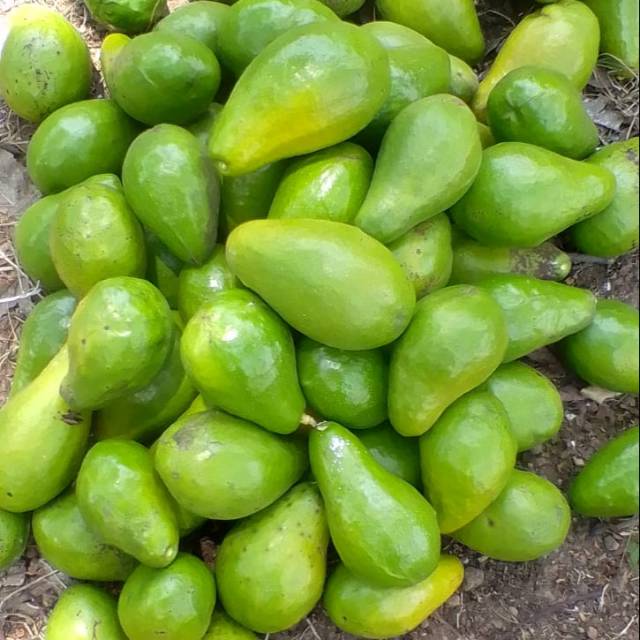 

Alpukat superrrrr... Daging tebal,kuning,pulen,gurih,cocok buat bayi & yg sedang diet