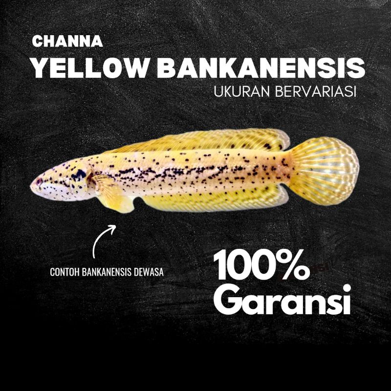 Yelow Bankanensis, Pilihan dan Sortiran Sehat & Aktif