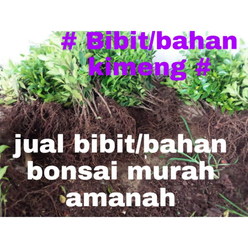 Bibit bahan bonsai kimeng