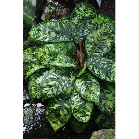 tanaman hias adelonema wallisii