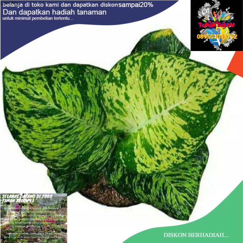 pohon aglonema anggun ayu