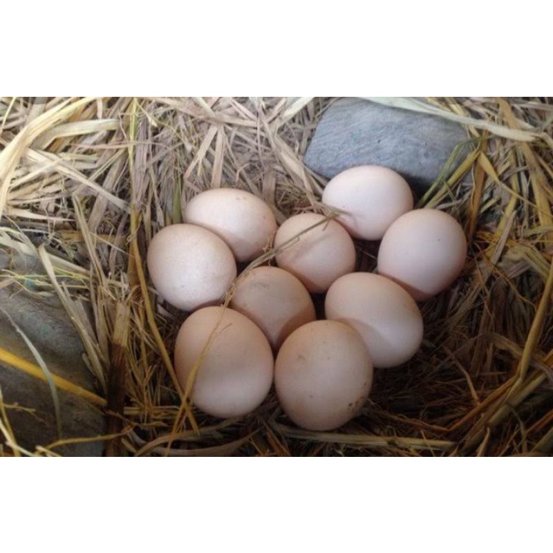 

telur kampung omega 3 fresh dari kandang jamu herbal jaga stamina