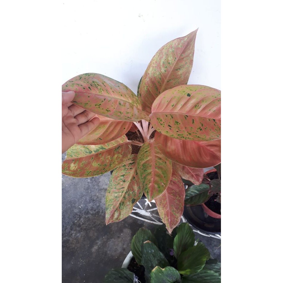 Bunga aglonema Big roy lulaiwan dewasa murah berkualitas