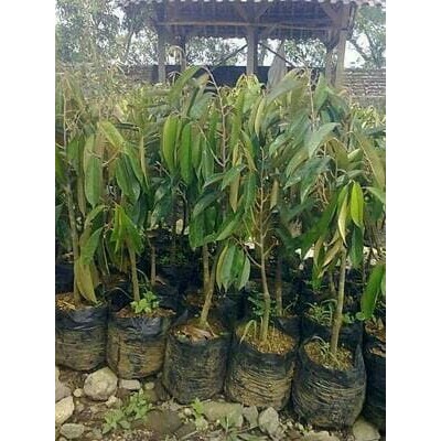 bibit tanaman buah durian matahari