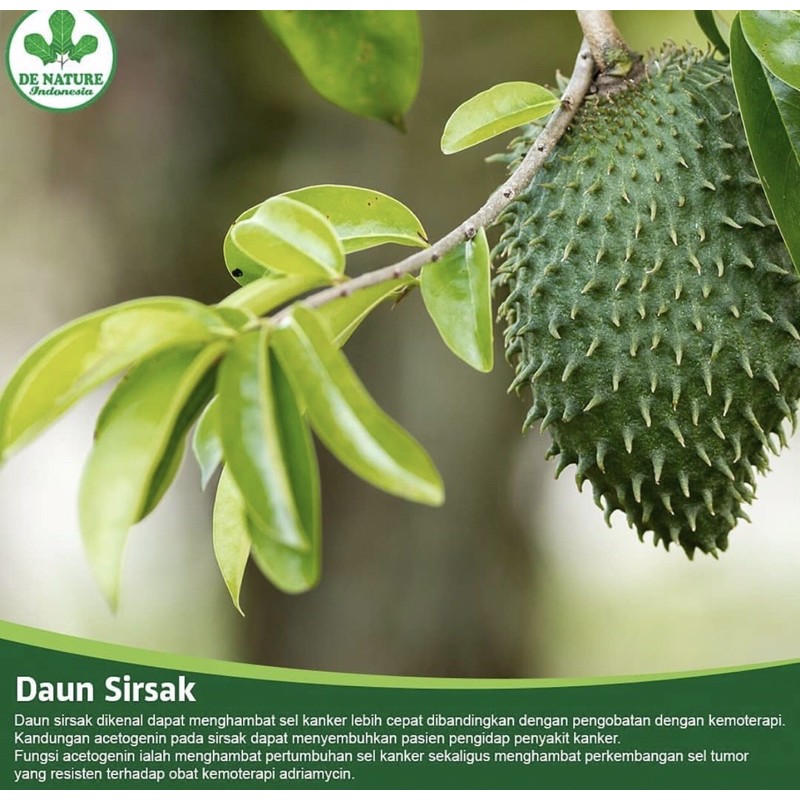 

Daun Sirsak Segar 100 lembar