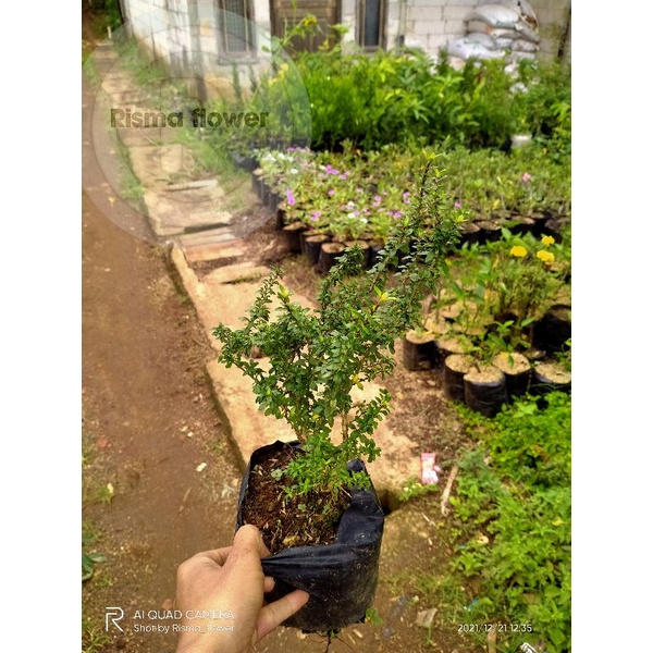 POHON SERIBU BINTANG MICRO ( BISA COD ) TANAMAN HIAS SERIBU BINTANG MICRO