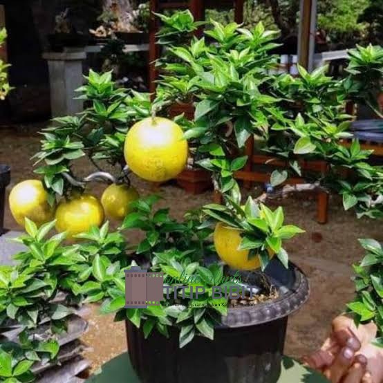 jeruk Brazil bonsai bibit tanaman buah tambulampot