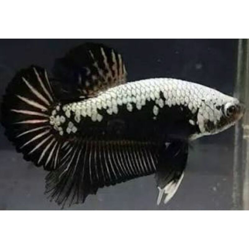 cupang black samurai mamba(jantan)