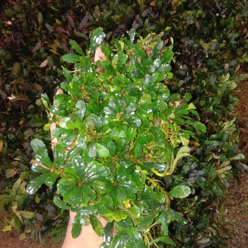 bucephalandra full medium