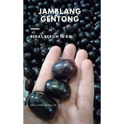 

GROSIR BUAH JAMBLANG 1 PETI KWALITAS TERBAIK BUAH HITAM-HITAM RASA DIJAMIN MANIS