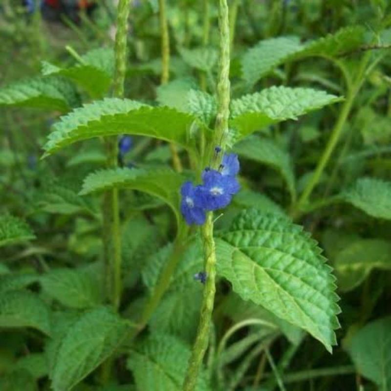 

Daun Pecut Kuda Segar 500 Gram Organik Alami