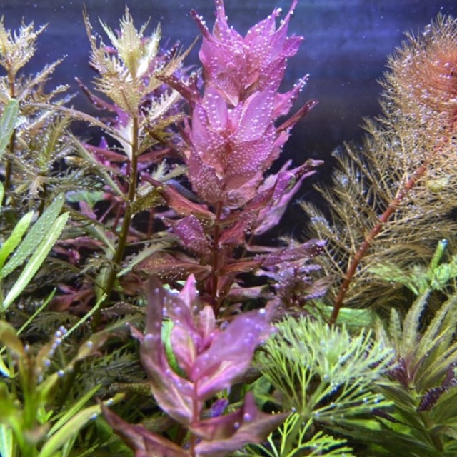 Rotala macandra Bangladesh ( tanaman aquascape )