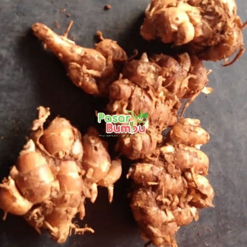

Kencur cikur cekur 1kg