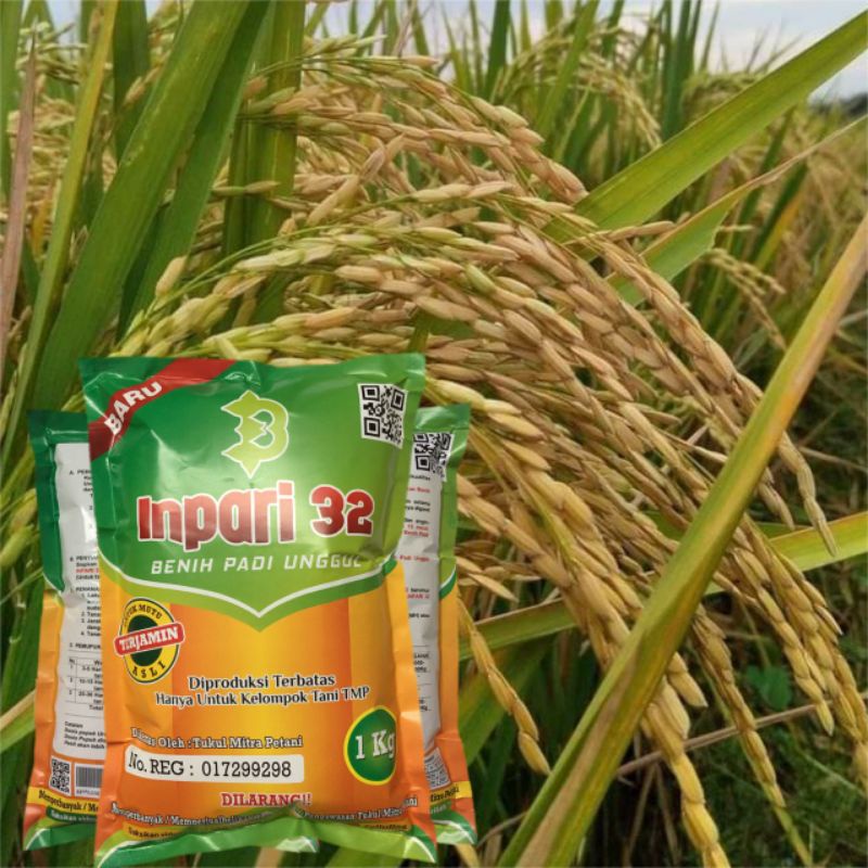 Biji Padi Inpari 32 Kualitas Super