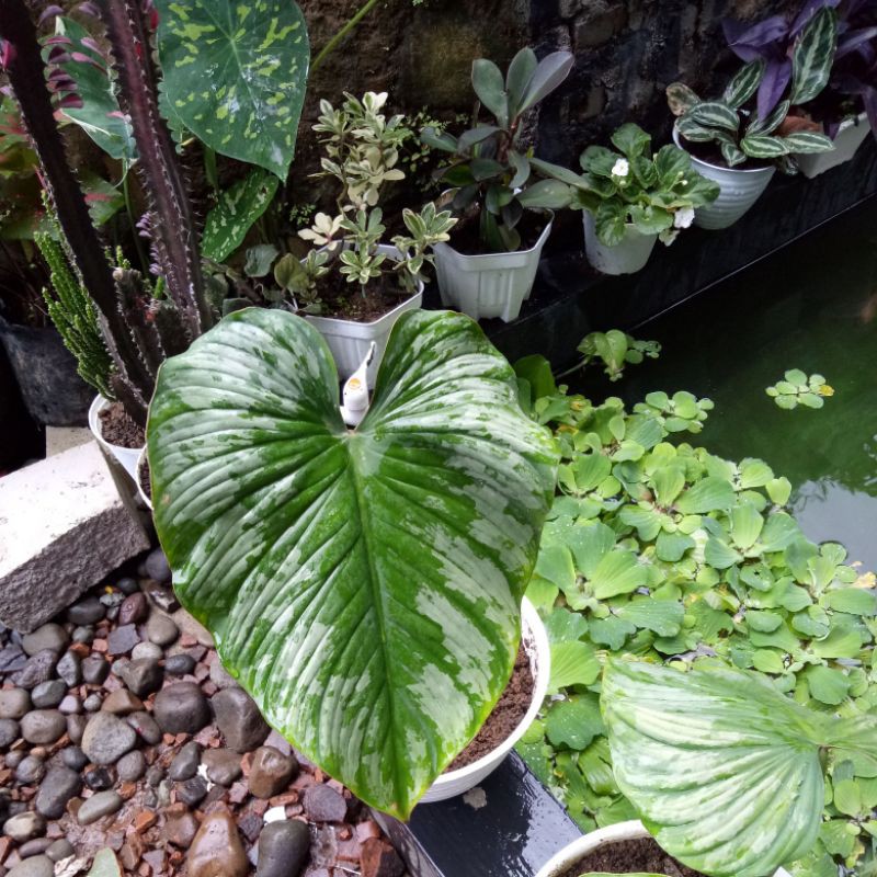 philodendron mamei