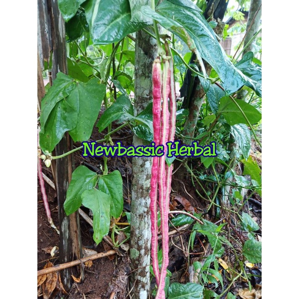 

buah kacang panjang merah 1kg