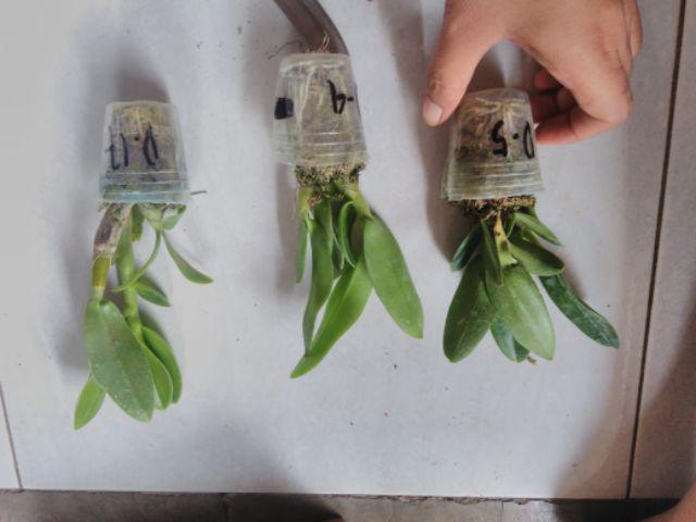 Bibit Anggrek Dendro - Dendrobium Seedling Hybrid