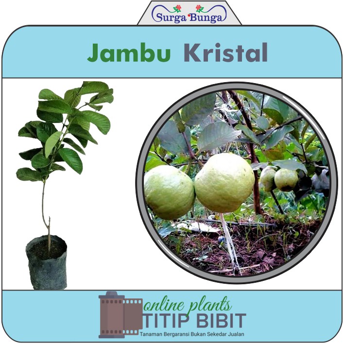 Tanaman Buah Jambu Kristal BONUS Bibit Blackberry