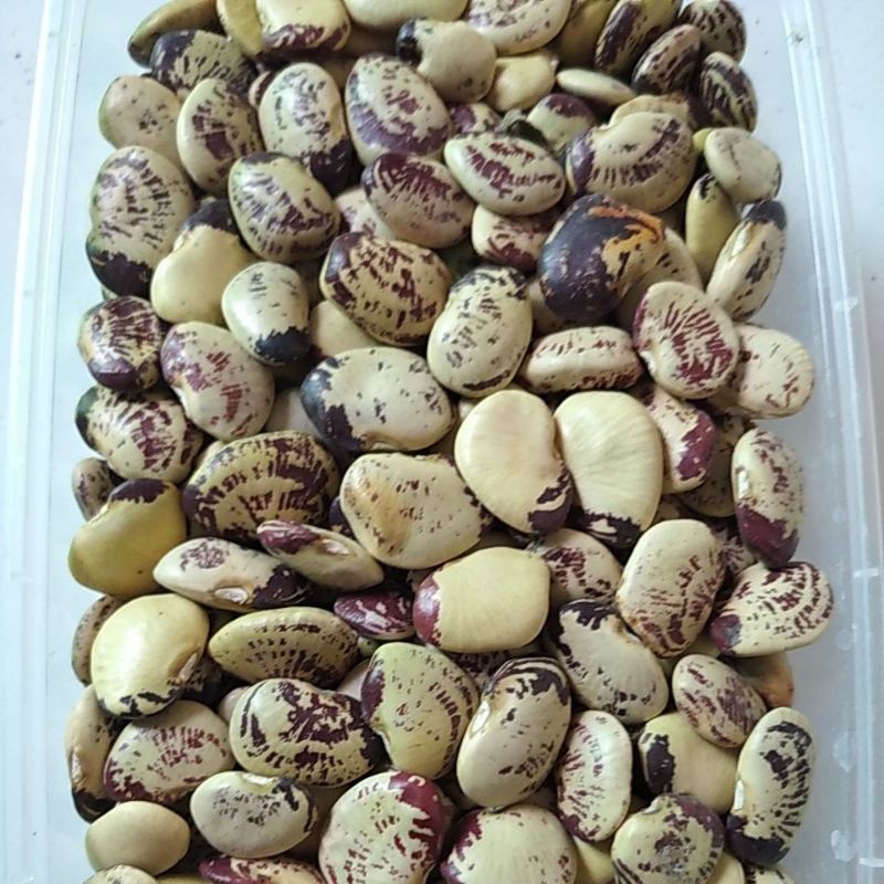 Kacang Koro Sayur Kering bahan