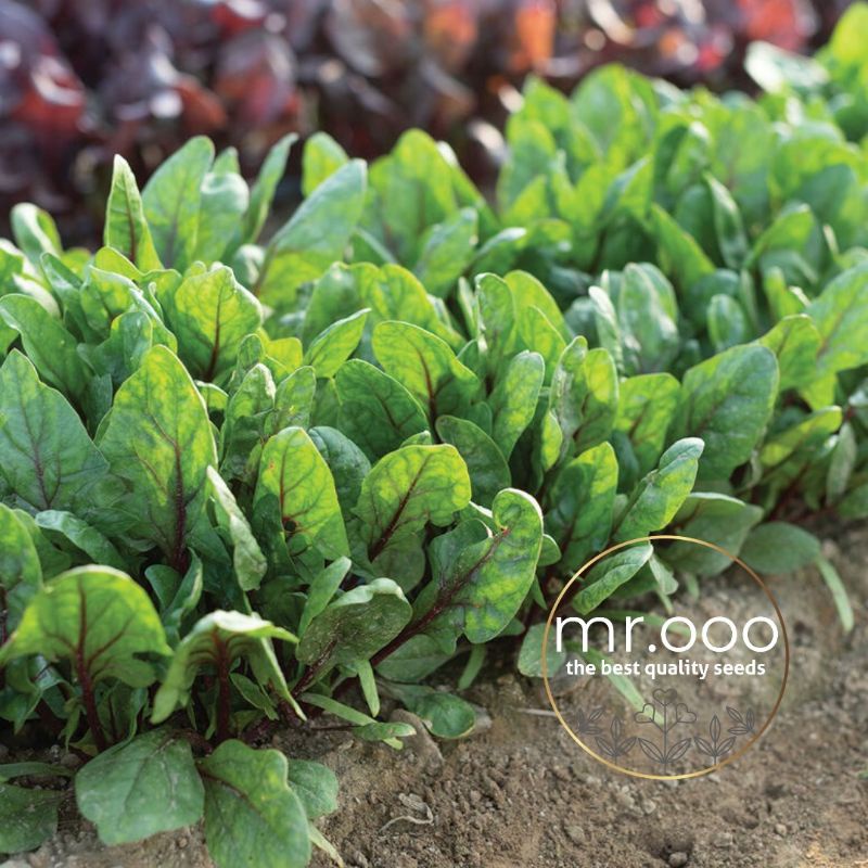 Benih Sayuran - Spinach - Red Taby (F1) - 25  benih - Import USA
