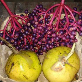

Paket Hemat 1 Parijoto + Delima