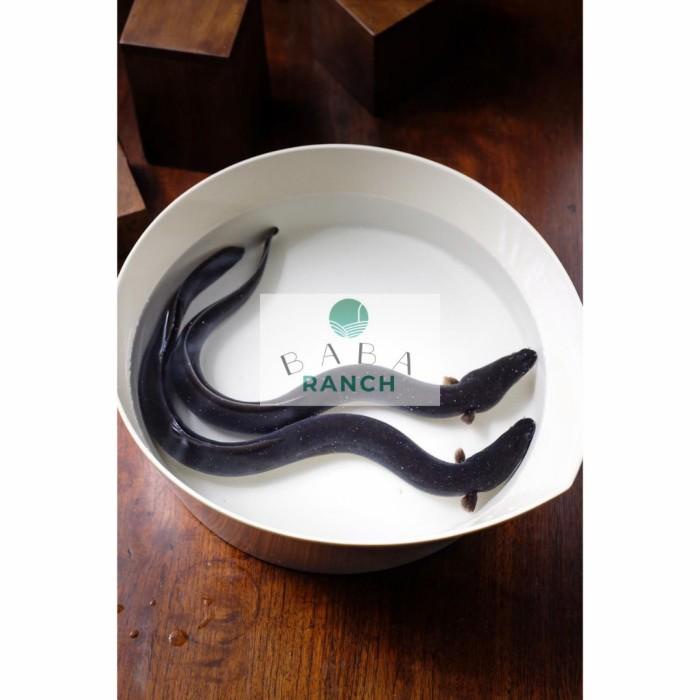 

Fisho | Ikan Sidat/Unagi Hidup Segar 1 Kg Ready stock