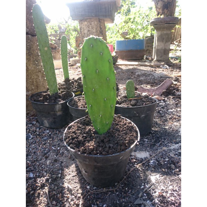 kaktus centong tanpa duri, sekulen opuntia cochenillifera