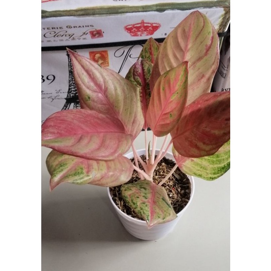 Aglaonema Red Imelda Mutasi