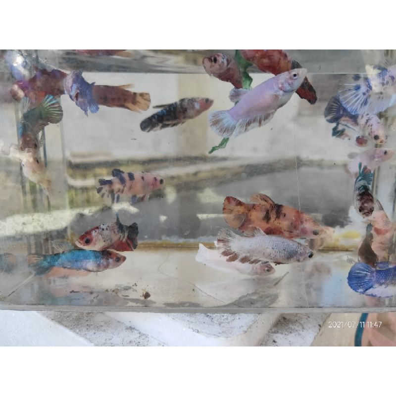 Female Plakat koi galaxy , nemo , multicolor, fancy, candy, dumbo ear  (RANDOM) Betina