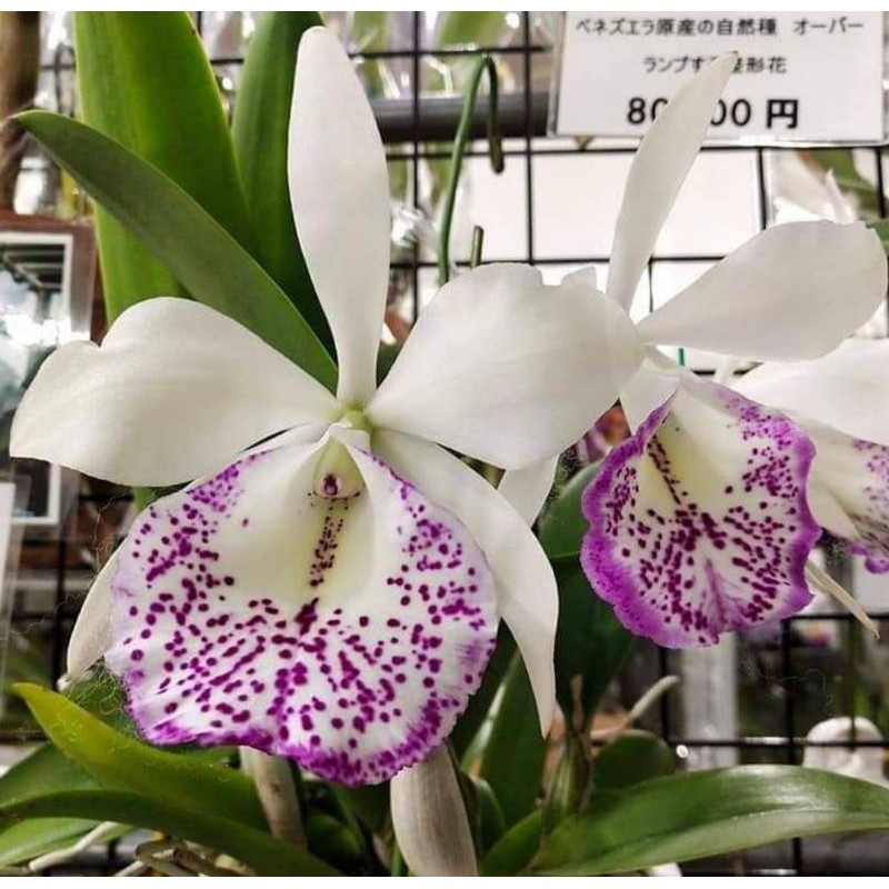 Brassavola nodosa x Cattleya Sanyo Splash Anggrek Koleksi mini