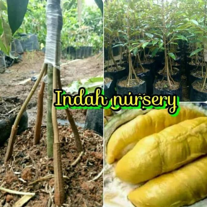 TERBAIK bibit buah durian Musang King musangking kaki 5 kualitas super TERMURAH