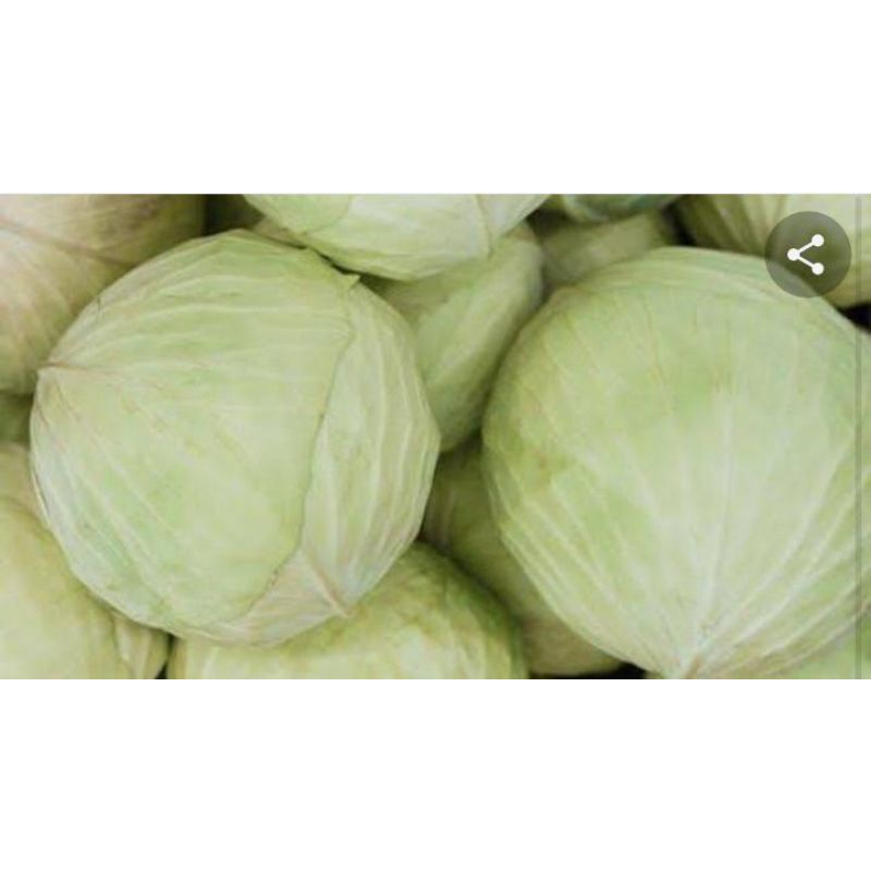 

KOL / KUBIS PUTIH fresh 1kg