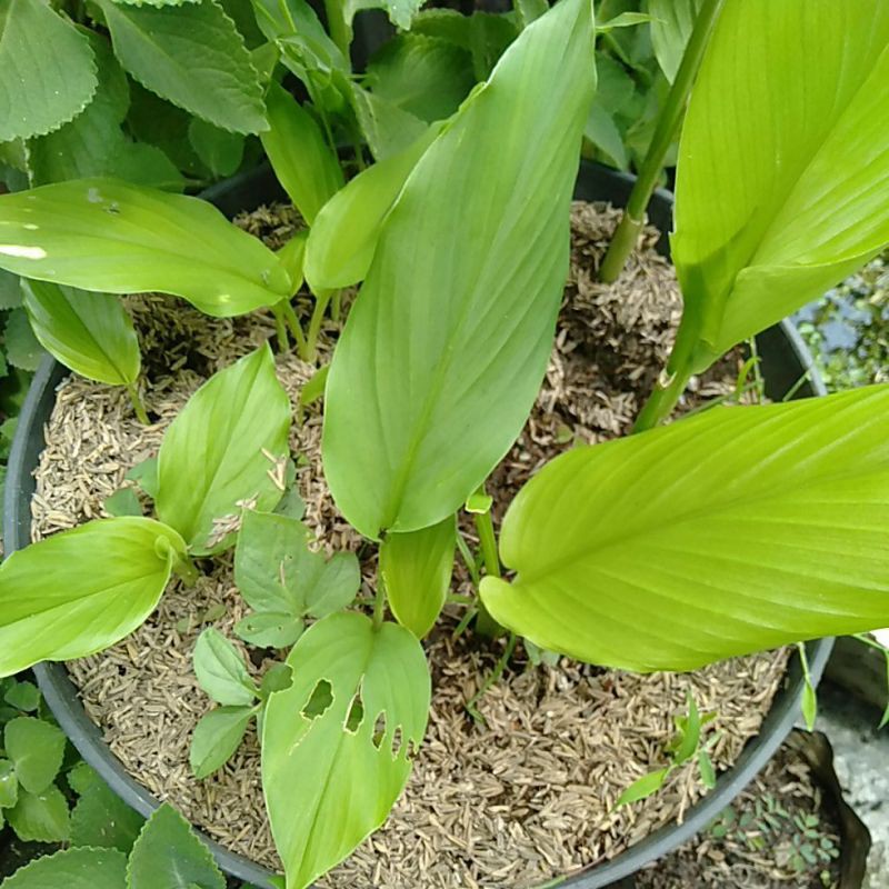 

Daun Kunyit / Kunir / Curcuma / Turmeric petik segar sejumlah 10 helai lembar