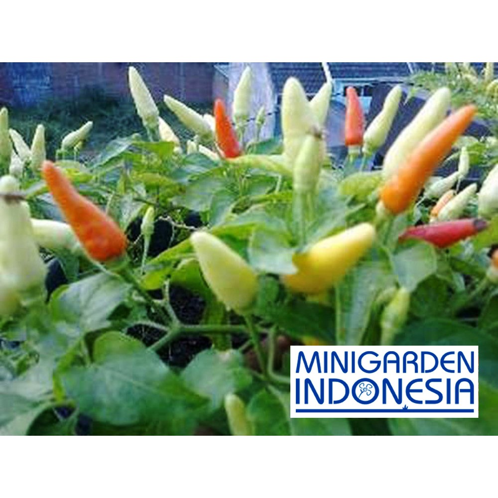 50 Benih Cabai Rawit Catas bibit tanaman sayur sayuran cabe