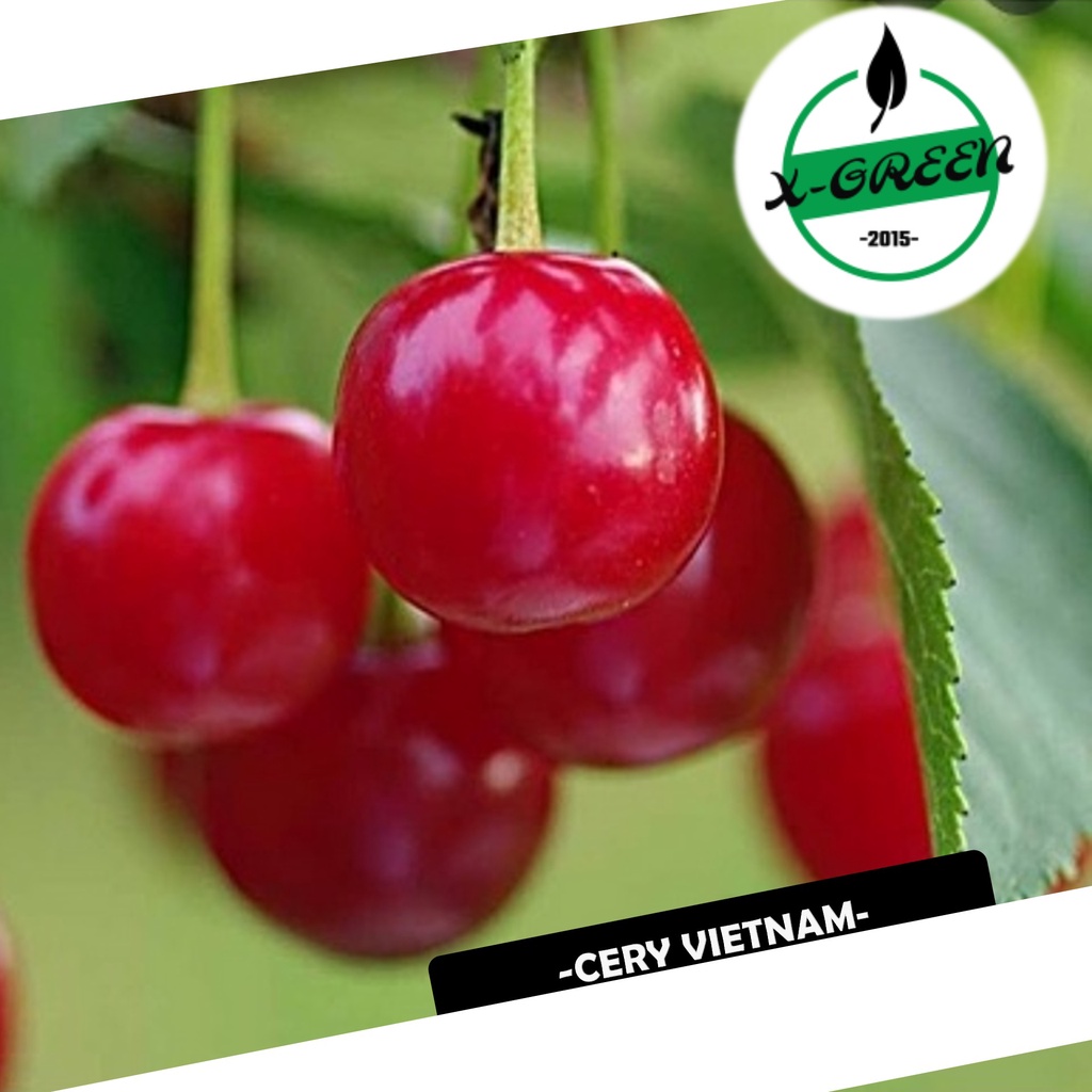 Pohon Ceri / Cherry Vietnam - (X-Green)