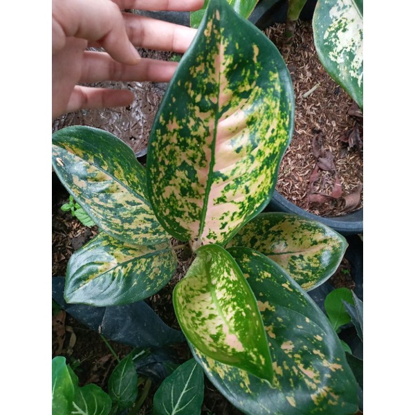 AGLONEMA SULTAN BRUNAI ASLI / AGLONEMA SULTAN BRUNAI INDUKAN / AGLONEMA SULTAN BRUNAI BATIK / AGLONE