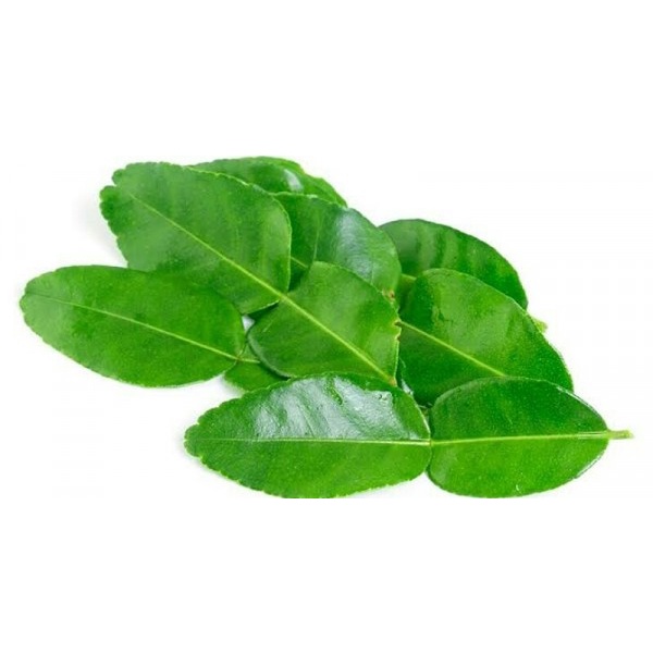 

Daun Jeruk Segar untuk Masakan 100gr