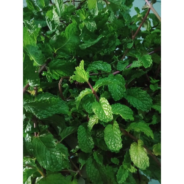 

Daun mint organik fresh dan segar dari kebun sendiri 100gram