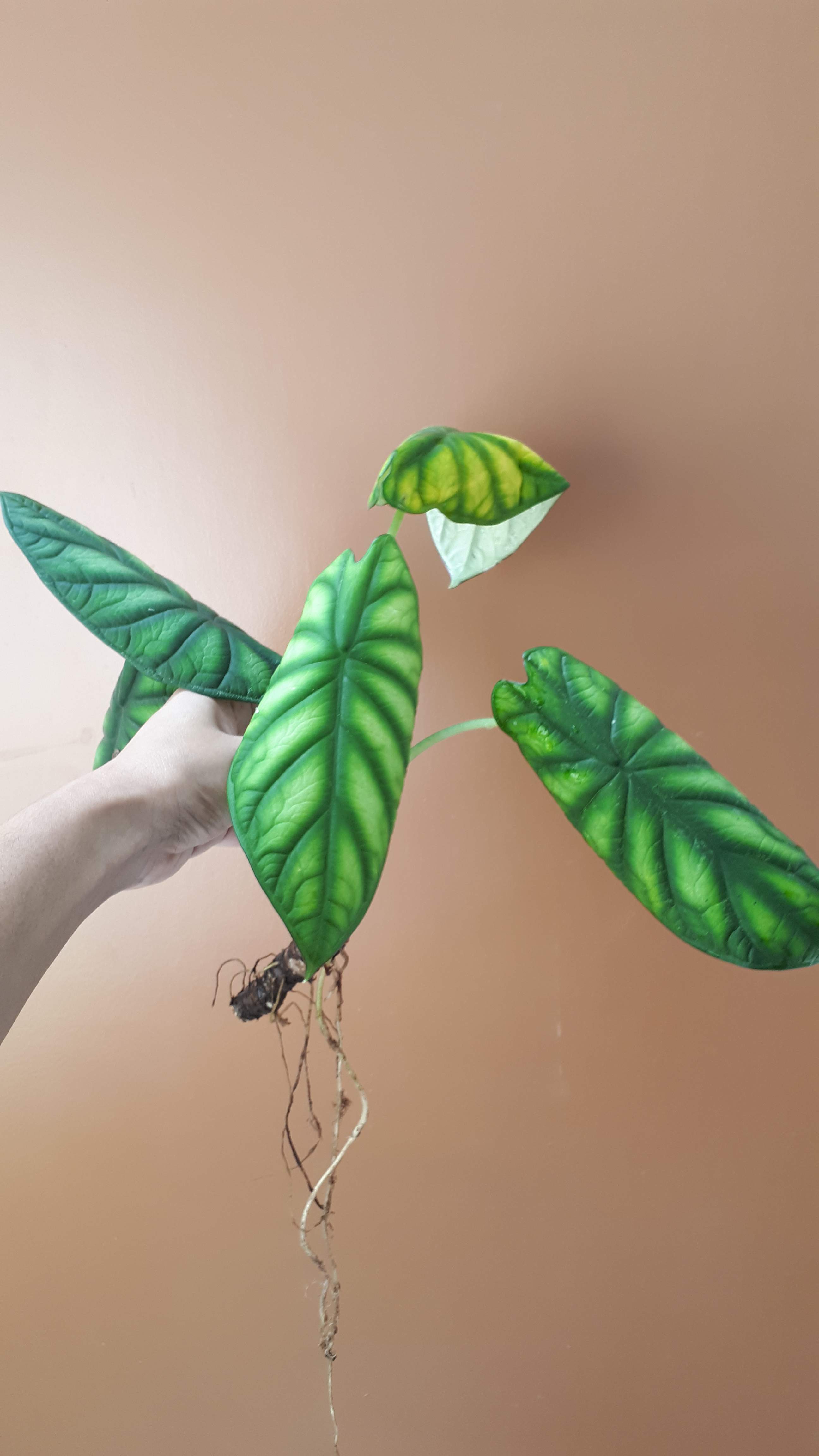 Alocasia Dragon Scale (keladi Tengkorak Hijau) Dewasa