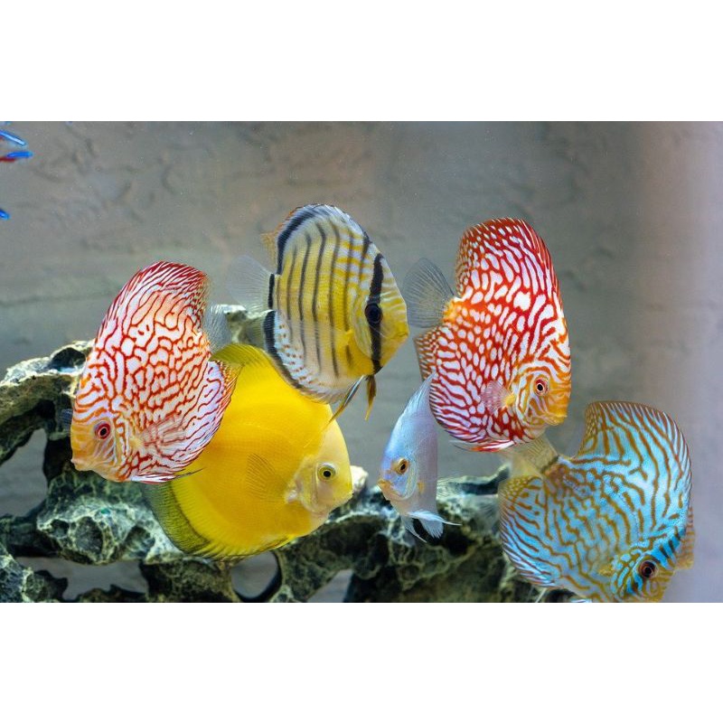 promo paket ikan discus 2 inch mix 5 ekor murah