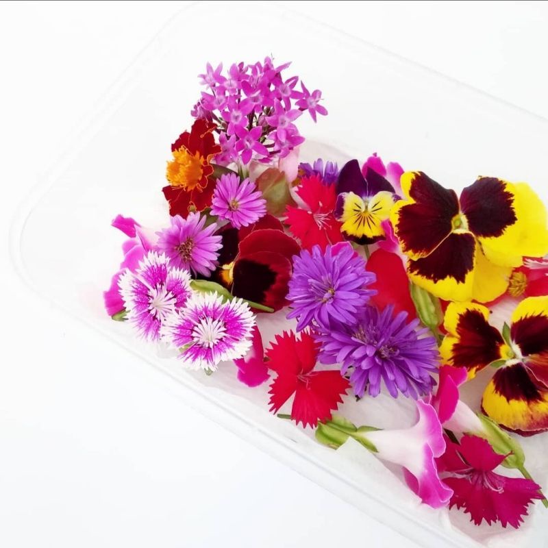 Mixed Edible Flowers. Edible Flower organik segar siap pakai. Edible flowers bandung jakarta jabodet