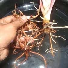 Paket 3 bonggol Aglonema red sumatra