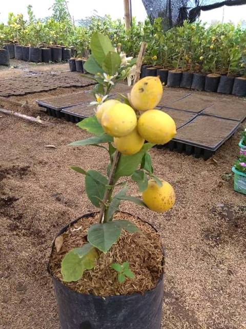 Bibit Jeruk Lemon Jumbo Super