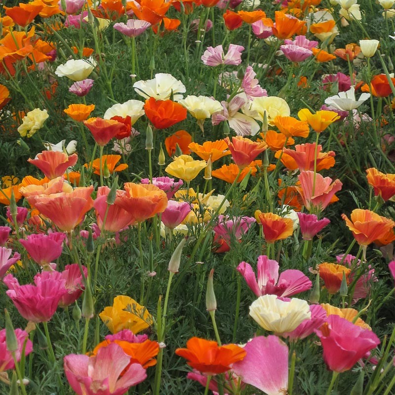 Benih Bibit Biji - Bunga California Poppy Single Mixed Flower Seeds - IMPORT