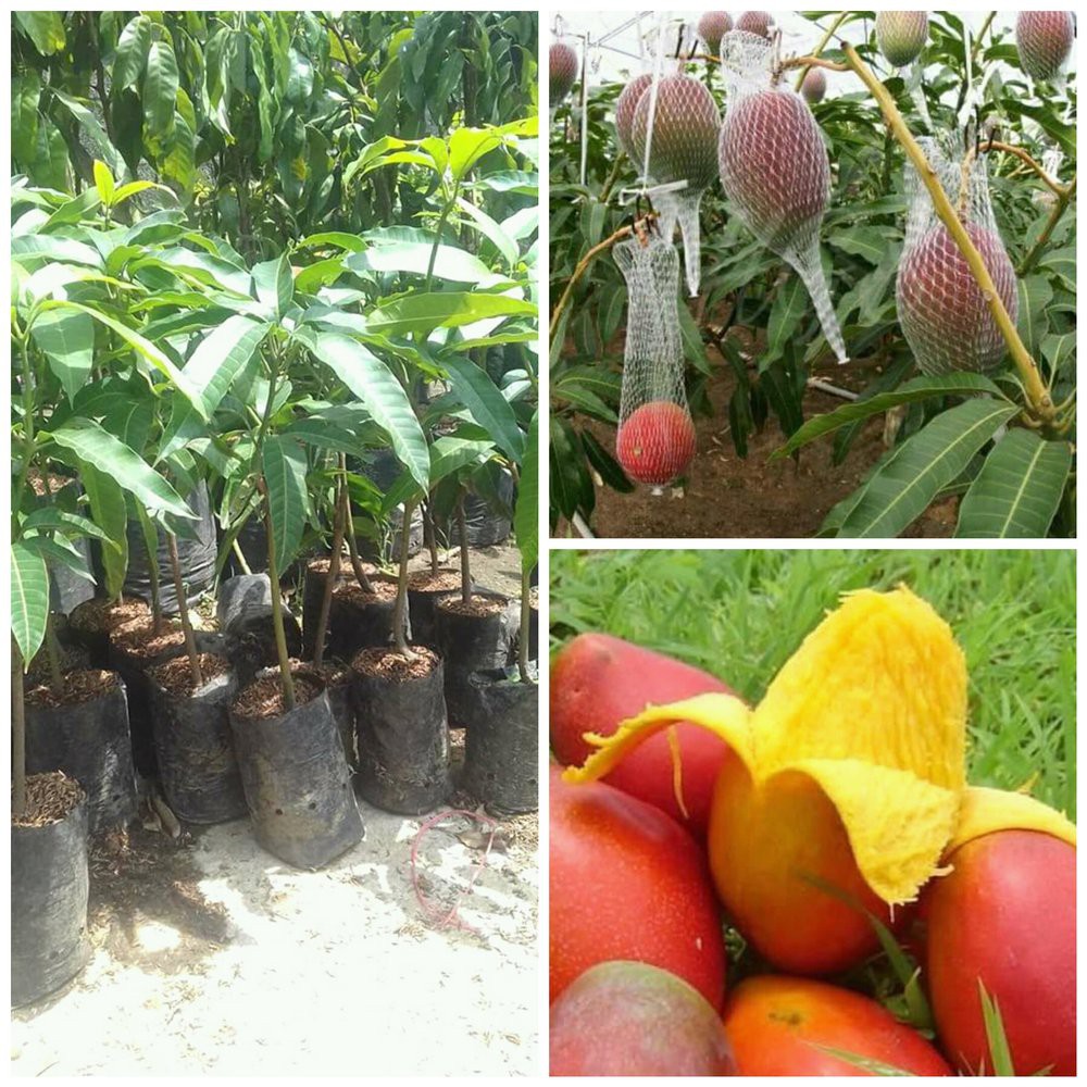 Bibit Mangga Yuwen Pohon Mangga Bibit Buah Mangga Yu Wen Taiwan Merah