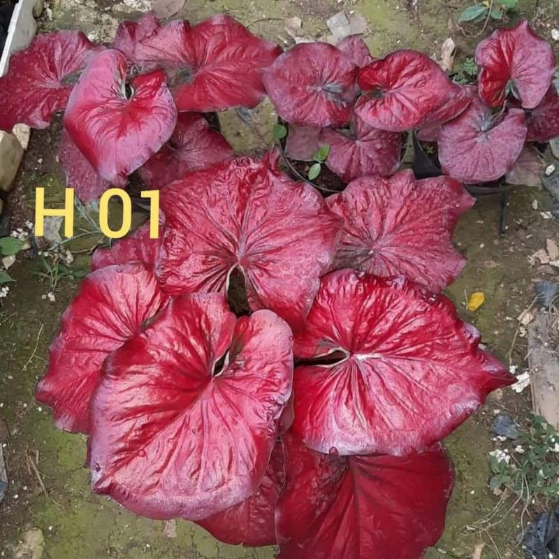 Size Anakan Caladium Red Stardust (Tanpa Pot)