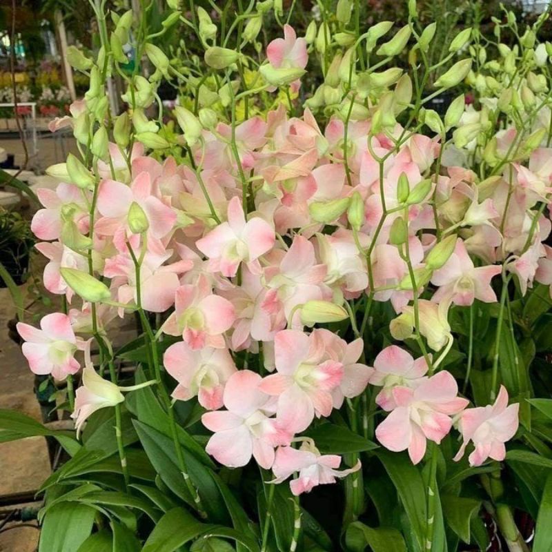 TANAMAN HIAS ANGGREK DENDROBIUM PINK KOMBINASI